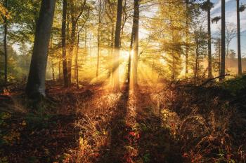 buchenwald-herbst-sonnenstrahlen-1811030913