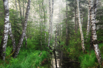 chiemgau-moor-wald-2106080440
