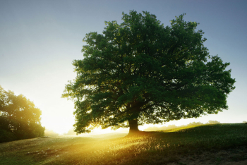 eiche-baum-sonnenaufgang-1508090640
