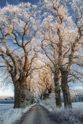 eichenallee-allee-winter-2112220845