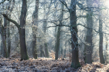 eichenwald-eichen-winterwald-2112221116