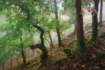 eifel-niederwald-lohe-rinde-eichen-1609270813