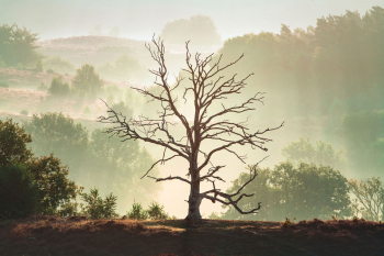 einzelner-baum-landschaft-1909100646