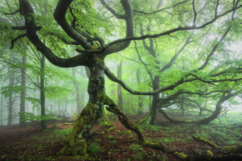 ent-waldgeist-baum-geist-2106060509
