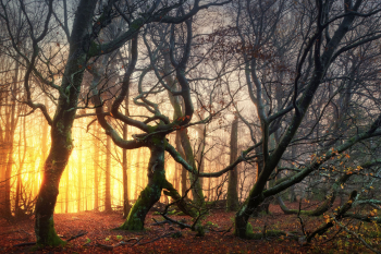 ent-waldgeist-baumgeist-wald-deutschland-2010310716