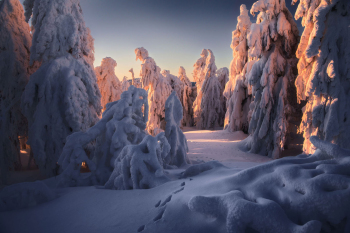 erzgebirge-winter-wald-1902060841