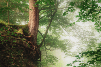 fichte-extrem-baum-standort-2009080809