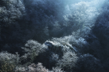 frost-raureif-baeume-1902070940