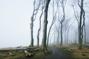 gespensterwald-ostseekueste-schoener-wald-1703261831