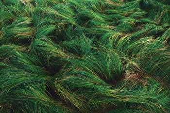 gras-abstrakt-fotografiert-1907210551