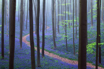 hallerbos-blauer-wald-bluebells-1404230752