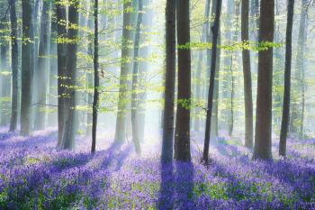 hallerbos-bluebells-belgien-1604180831