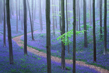 hallerbos-bluebells-blauer-wald-1404230732