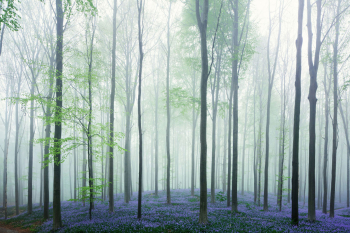 hallerbos-bluebells-blauer-wald-1404230804
