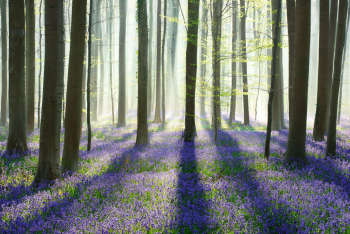 hallerbos-hasengloeckchen-bluebells-1604180821