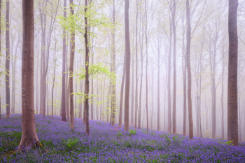 hasengloeckchen-bluebells-bluete-1404230810