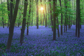 hasengloeckchen-bluebells-deutschland-blauer-wald-2004210557