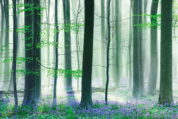 hasengloeckchen-bluebells-hallerbos-1604180751