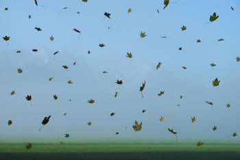 herbst-blaetter-fallen-baeume-1510201001