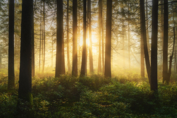 herbst-wald-sonnenaufgang-nebel-2209020615