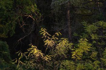 herbstwald-blaetter-mischwald-2111111532