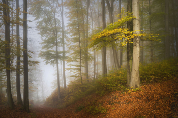 herbstwald-herbstfaerbung-herbstfarben-wald-2211131015