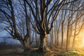 hexenbaum-alte-buche-wald-1901260737