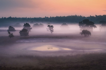 holland-maasduinen-national-park-2009130622