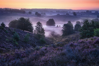 holland-niederlande-heide-1908040437