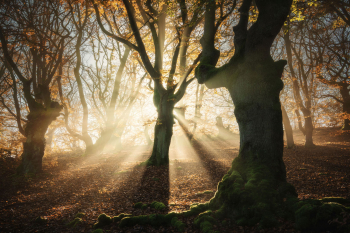 hutewald-alte-baeume-sonnenaufgang-halloh-2011050922