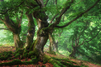 hutewald-baeume-wurzeln-1809040803