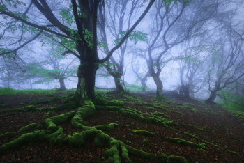 hutewald-buchen-baum-wurzeln-1705030607