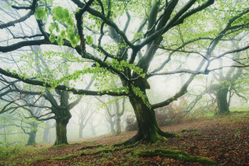 hutewald-halloh-buchen-alt-1705030613