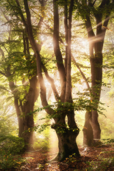 hutewald-hessen-rotbuche-2210190955