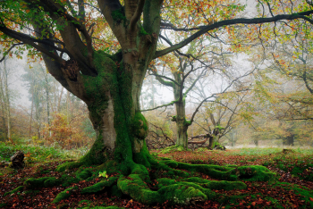 hutewald-hutebaum-herbst-1410300913