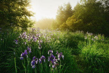 iris-schwertlilien-bluete-1805310611