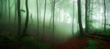 jasmund-ruegen-nationalpark-wald-1905190722