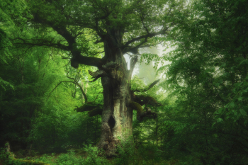 kamineiche-baum-sababurg-urwald-2105290411