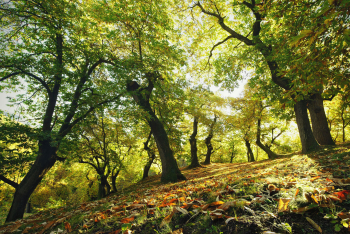 kastanien-esskastanien-maronen-wald-hain-1710231024