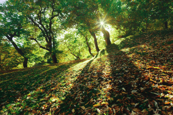 kastanienhain-esskastanien-italien-herbst-1710230928
