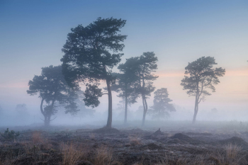 kiefer-baeume-nebel-sonnenaufgang-1904180525