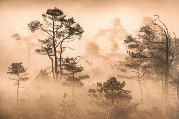 kiefern-nebel-moor-wald-2211080931