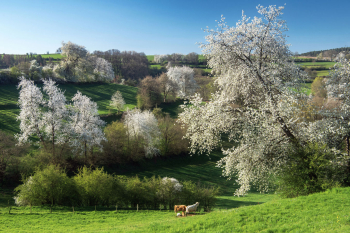 kirschbaeume-kirschbluete-fruehling-1904120900