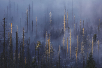 klimawandel-borkenkaefer-bayerischer-wald-1311180846