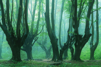 kopfbuchen-alte-buchen-wald-1606030655