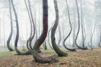 krumme_baeume-krummer-wald-gryfino-1511040958