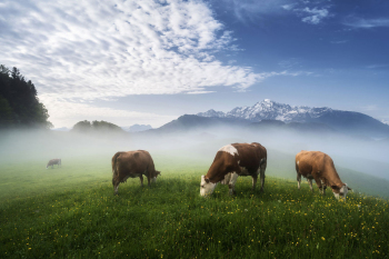 kuehe-alm-bayerische-alpen-2205090709