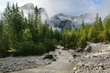 kuh-dolomiten-herbst-1709150904