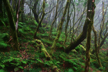 la-gomera-garanoy-lorbeerwald-wald-1511221046