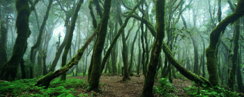 la-gomera-nebel-wald-1511211629